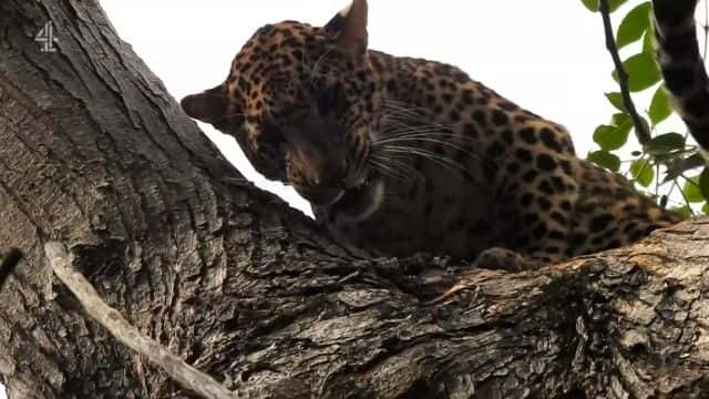 ¼ƬӡȱϮ¼ India's Leopard Attacks1080Pȫ1-Ļ/Ļ