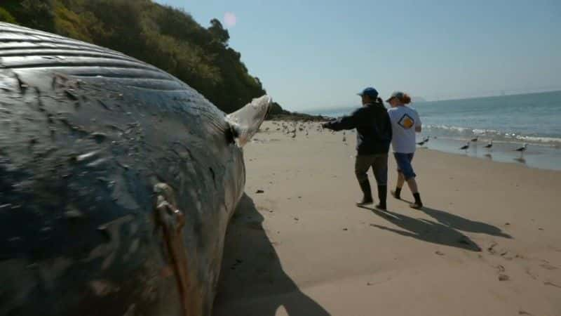 ¼Ƭͷһ̽ Humpback Whales: A Detective Storyȫ1-Ļ/Ļ