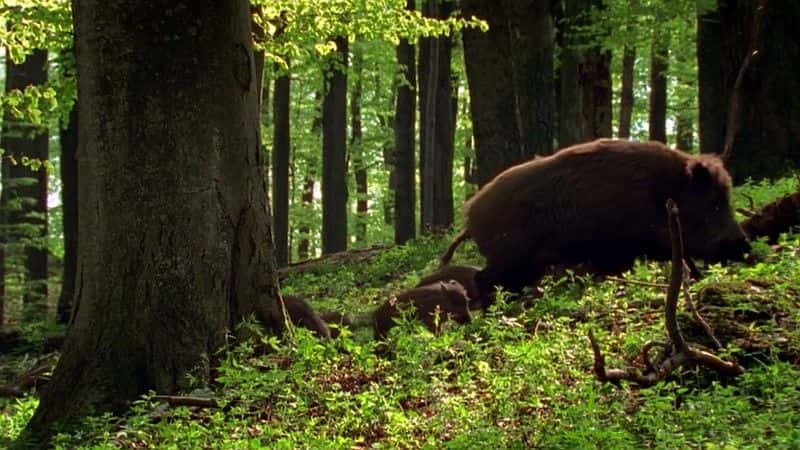 ¼ƬϿе¹ (BBC) Moose in the Glen (BBC)ȫ1-Ļ/Ļ