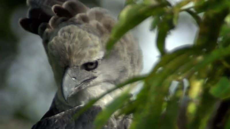 ¼Ƭŵƺʳӥ (BBC) The Monkey-Eating Eagle of the Orinoco (BBC)1080Pȫ1-Ļ/Ļ