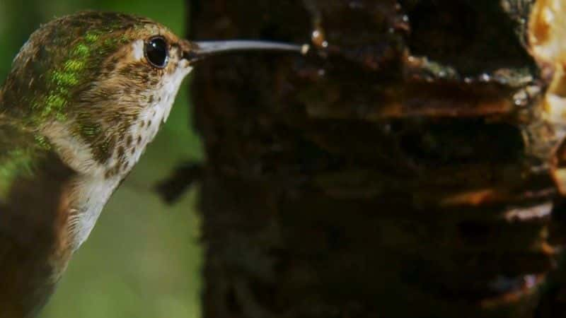 ¼ƬȻ΢漣 (BBC 1080p) Nature's Miniature Miracles (BBC 1080p)1080Pȫ1-Ļ/Ļ