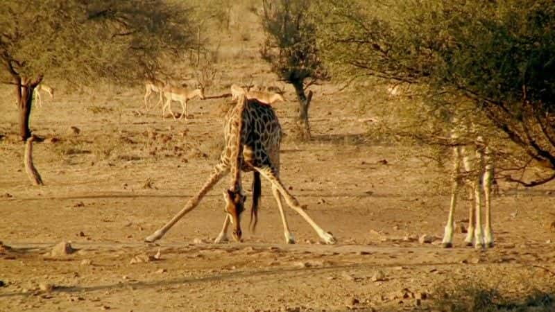 ¼ƬȻҰ (BBC) Nature's Biggest Beasts (BBC)1080Pȫ1-Ļ/Ļ