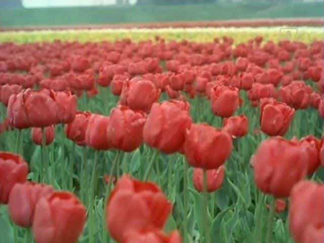 ¼ƬС Look at Life: Tulip Townȫ1-Ļ/Ļ