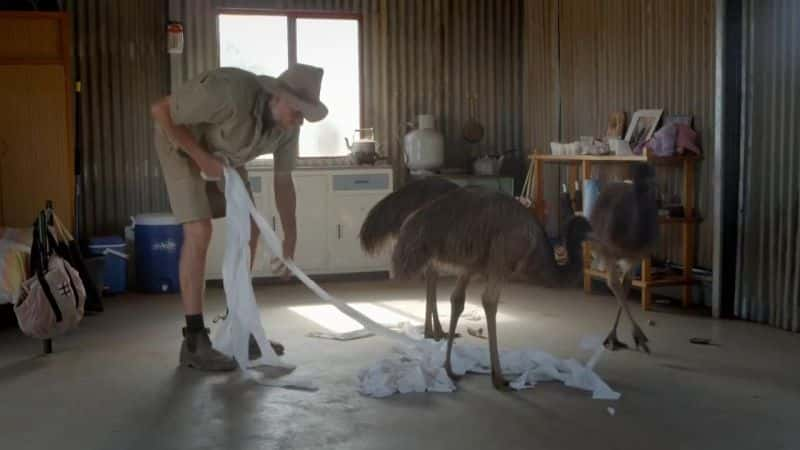 ¼Ƭ˵Ϻ Kangaroo Dundee and Other Animalsȫ1-Ļ/Ļ