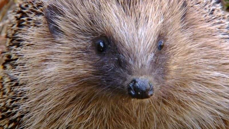 ¼Ƭʶ Meet the Hedgehogsȫ1-Ļ/Ļ