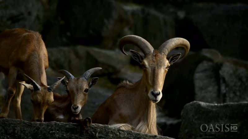 ¼Ƭػ -  Keepers of the Ark - A Life for AnimalsĻ/Ļ