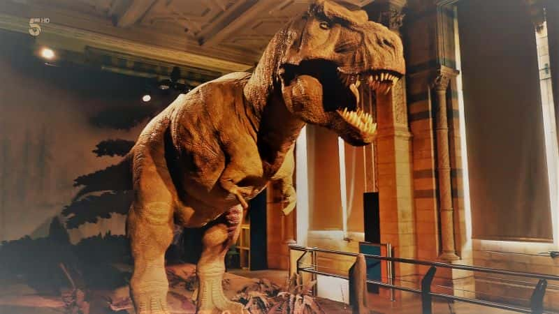 ¼ƬȻʷ漣磺ϵ 1  1  Natural History Museum World of Wonder: Series 1 Part 11080P-Ļ/Ļ