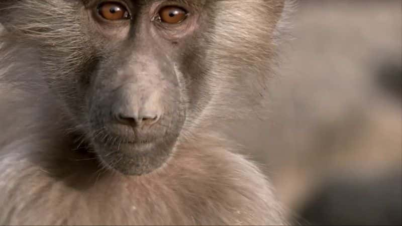 ¼Ƭһ (BBC 1080p) Living with Baboons (BBC 1080p)1080P-Ļ/Ļ