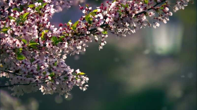 ¼Ƭձϵħ Japan: Earth's Enchanted Islands1080P-Ļ/Ļ