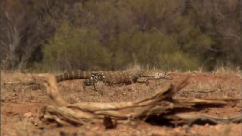 纪录片《蜥蜴王 - 追踪巨蜥的踪迹 Lizard Kings - On the Trail of Monitor Lizards》[无字][BT][720P]资源下载