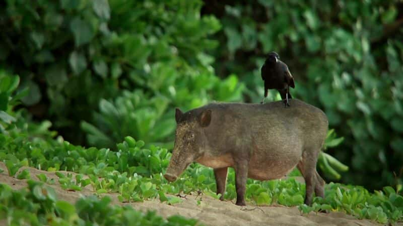 ¼Ƭձϵħ Japan: Earth's Enchanted Islands1080P-Ļ/Ļ