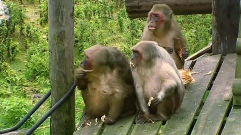 ¼Ƭϵ1 Monkey Life Series 1ȫ1-Ļ/Ļ