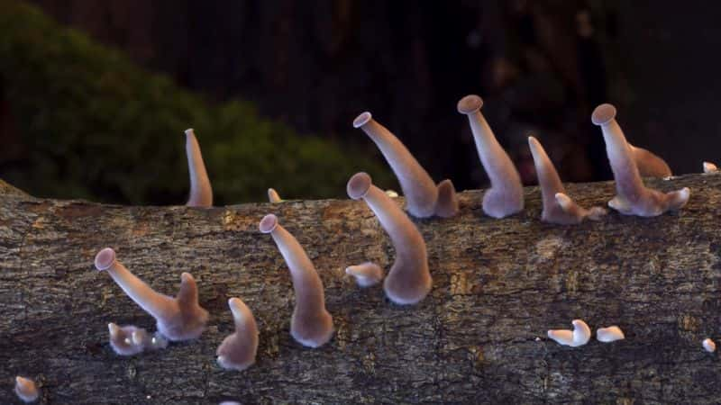 ¼Ƭδǵ The Kingdom: How Fungi Made Our World1080P-Ļ/Ļ