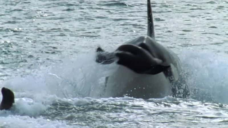 ¼Ƭˮ֮ Killer Whales: Beneath the Surface1080Pȫ3-Ļ/Ļ