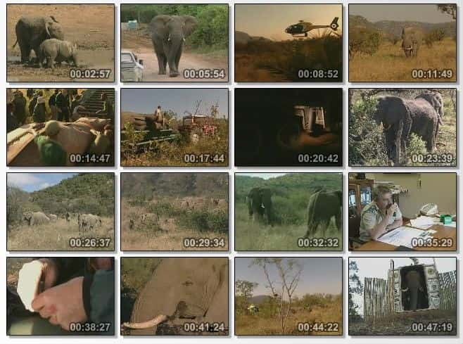 纪录片《杀手象 Killer Elephants》[无字][BT][1080P]资源下载