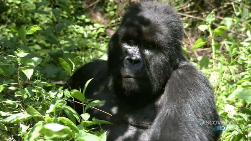 ¼ƬɽشҰ԰ Mountain Gorilla SafariĻ/Ļ