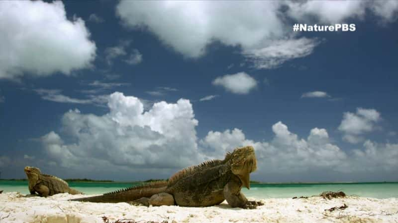 ¼ƬȻŰͿҰ Nature: Cubas Wild Revolution1080P-Ļ/Ļ