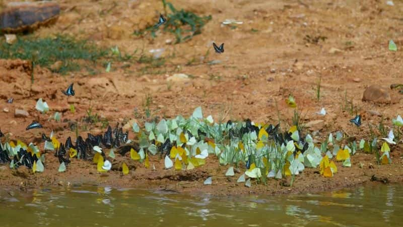 ¼Ƭع֮ϵ 1  05 ֣̩Ȼʮ· Mysteries of the Mekong Series 1 Part 05: Thailand: Nature's Crossroads1080P-Ļ/Ļ