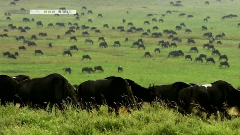 ¼Ƭɵèƶ Life on the Savannah: Big CatsĻ/Ļ