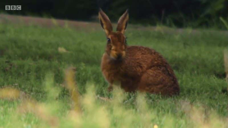 ¼Ƭʿ԰ϵ 3 Iolo's Great Welsh Parks Series 3ȫ4-Ļ/Ļ