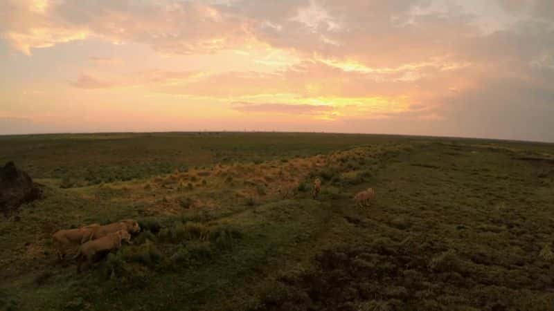 ¼ƬȻϵ 38  5 ֣¿꣺֮ӣ 2  Limbo Nature Series 38 Part 5: Okavango: River of Dreams :Episode 2 Limbo1080P-Ļ/Ļ