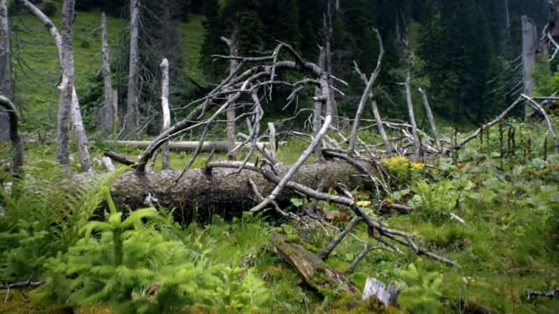 纪录片《打造古老森林：Kalkalpen 国家公园 Making an Ancient Forest: Kalkalpen National Park》[无字][BT][720P]资源下载