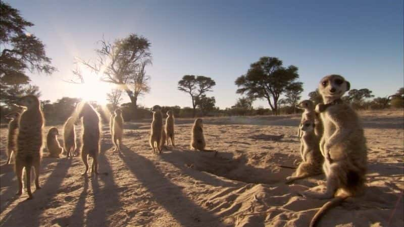 ¼Ƭèǵ (BBC 1080p) Meerkats: Secrets of an Animal Superstar (BBC 1080p)1080Pȫ1-Ļ/Ļ