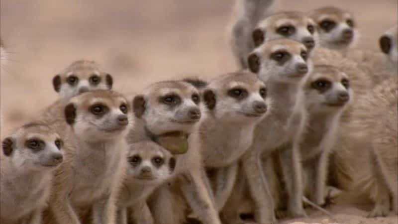 ¼Ƭèǵ (BBC 1080p) Meerkats: Secrets of an Animal Superstar (BBC 1080p)1080Pȫ1-Ļ/Ļ