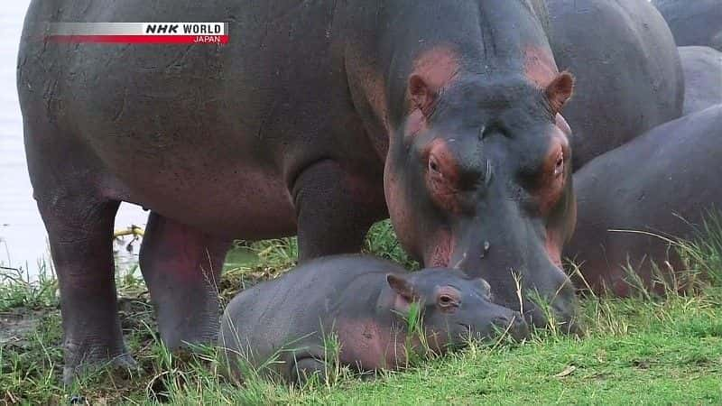 ¼ƬƵ The Kazinga Channel: Hippo Paradiseȫ1-Ļ/Ļ