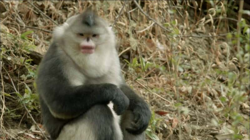 ¼Ƭغ Mystery Monkeys of Shangri-LaĻ/Ļ