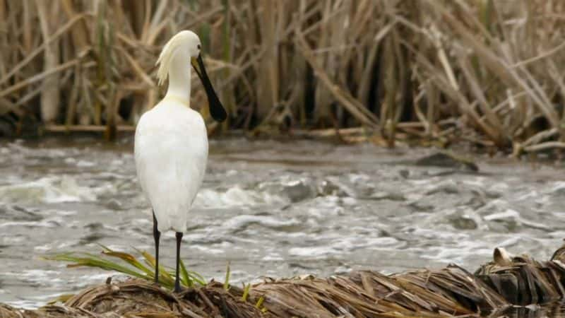 ¼ƬǨ㣺Ӿ Migrations: The Big Swim1080P-Ļ/Ļ