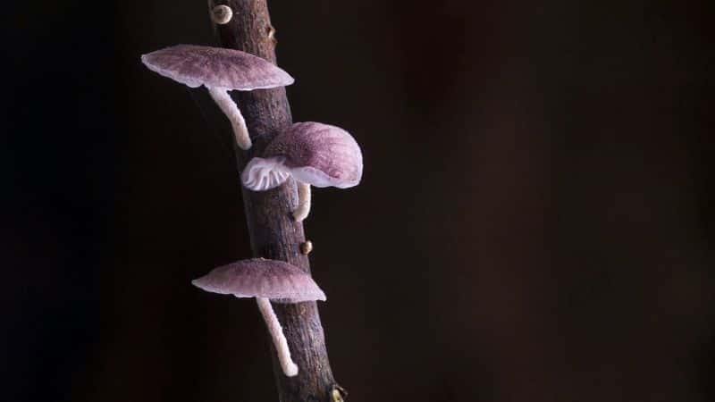 ¼Ƭδǵ The Kingdom: How Fungi Made Our World1080P-Ļ/Ļ