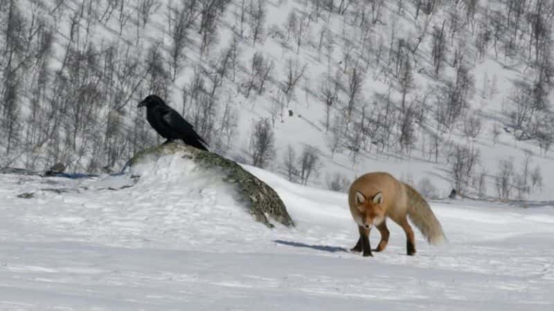 ¼Ƭ󣺱С Lemming: The Little Giant of the North1080P-Ļ/Ļ