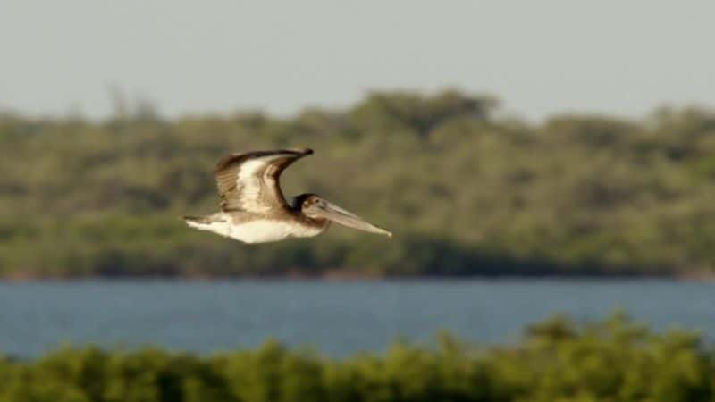 ¼Ƭֵħ The Magic of Mangroves1080P-Ļ/Ļ