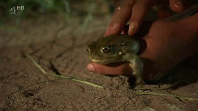 ¼ƬīԻ Mexico's Psychedelic Toads1080Pȫ1-Ļ/Ļ