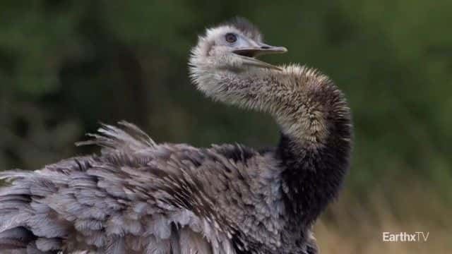 ¼Ƭ԰Ұ͢ Ibera Park: Rewilding Argentina1080Pȫ1-Ļ/Ļ