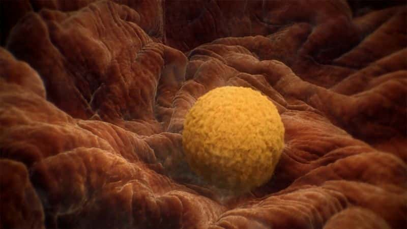 ¼Ƭڲϵ 1 Inside the Human Body: Series 11080P-Ļ/Ļ