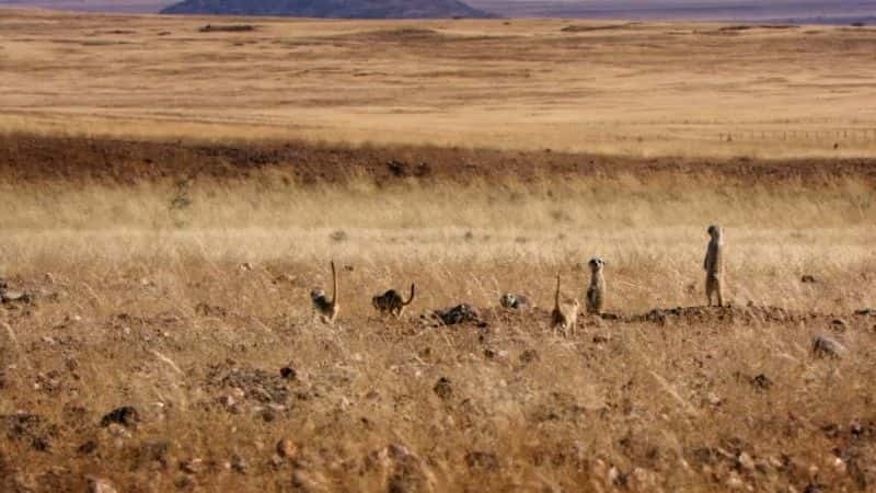 ¼Ƭʶè Meet the Meerkats1080P-Ļ/Ļ