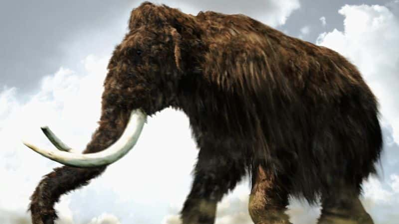 纪录片《猛犸象：冰河时代的巨人 Mammoths: Giants of the Ice Age》[无字][BT][1080P]资源下载