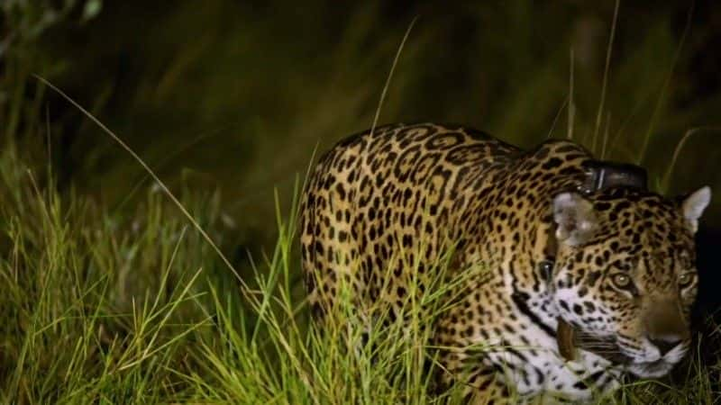 ¼Ƭ޻ӣĳè Jaguars: Brazil's Super Catsȫ1-Ļ/Ļ