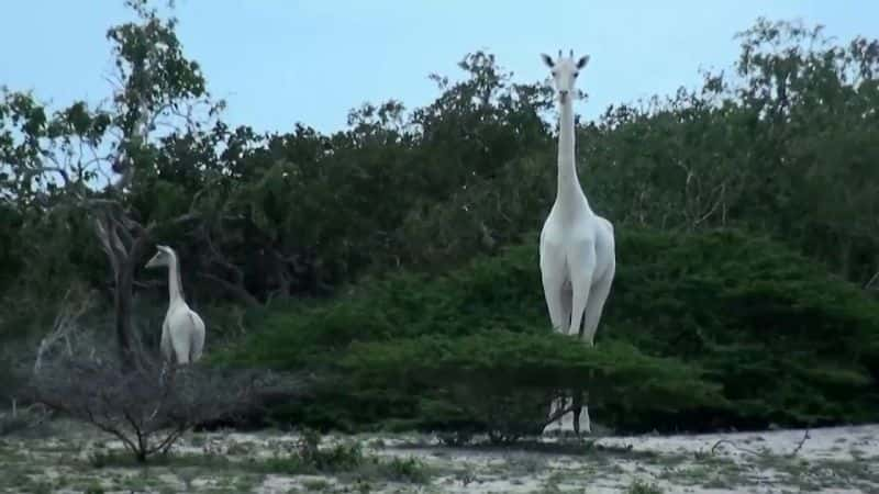 纪录片《解开大自然最奇怪的谜团系列 1 第 24 部分：热猎豹 Natures Strangest Mysteries Solved Series 1 Part 24: Hot Cheetah》[无字][BT][1080P]资源下载