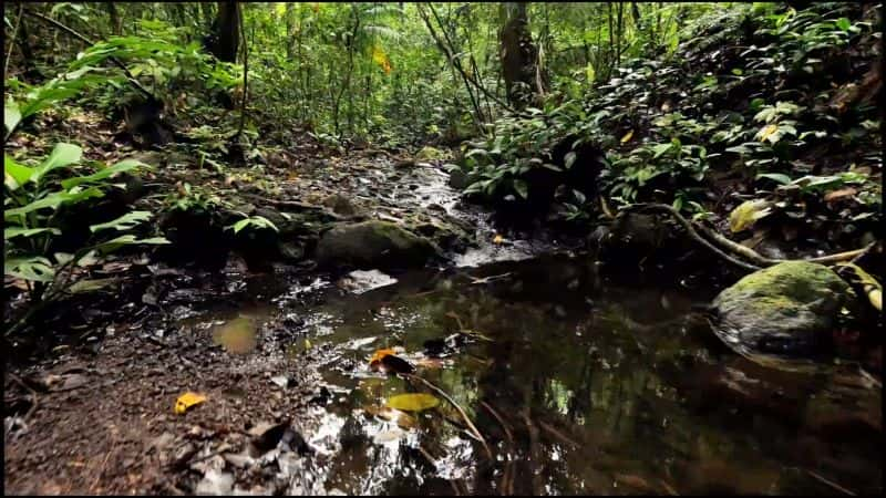 ¼Ƭ֮գ1080 Mysteries of the Rainforest: 10801080P-Ļ/Ļ