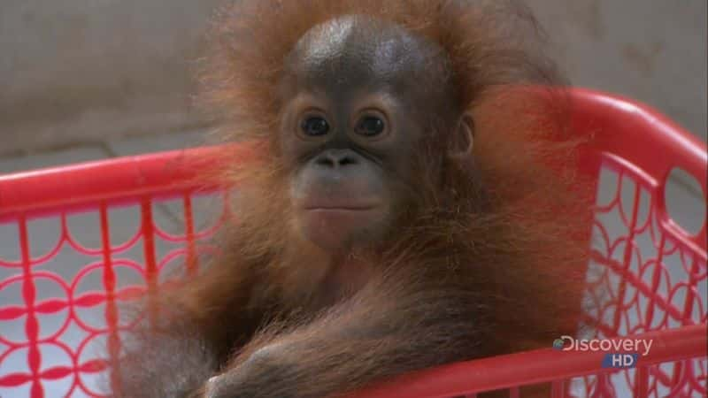 ¼Ƭӡǣëɵ֮ Indonesia: The Orangutan Freedom JourneyĻ/Ļ