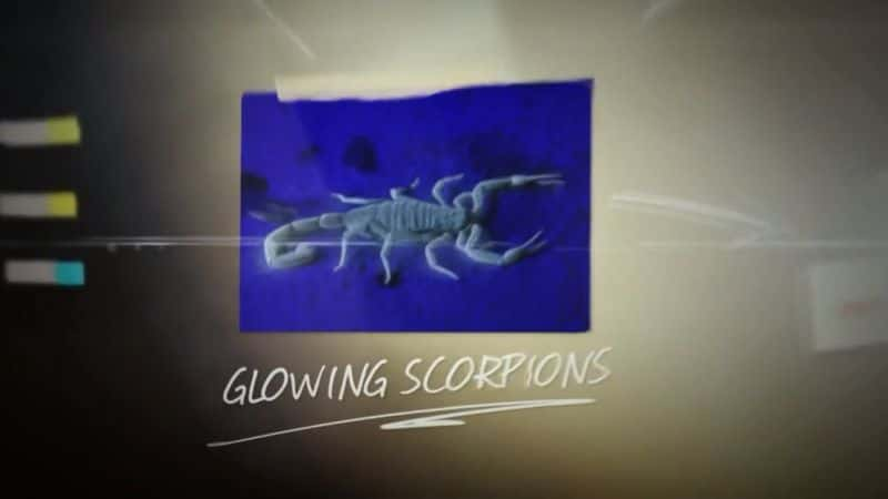 ¼Ƭ⿪Ȼֵϵ 1 16 ֣Ыҹ Natures Strangest Mysteries Solved Series 1: Part 16: Scorpion Night LightsĻ/Ļ