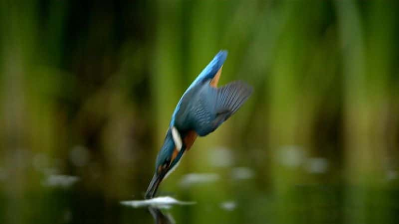 ¼ƬĿҰǿũ Ireland's Wild River: The Mighty Shannonȫ1-Ļ/Ļ