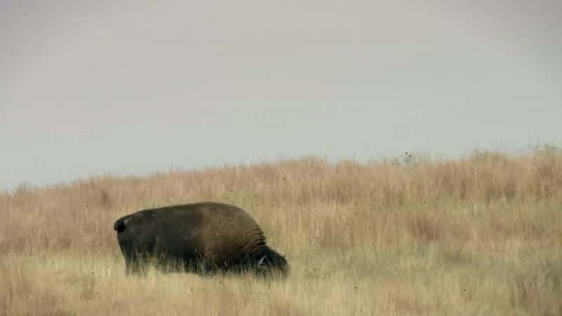 ¼Ƭˮţ The Last Buffalo1080P-Ļ/Ļ