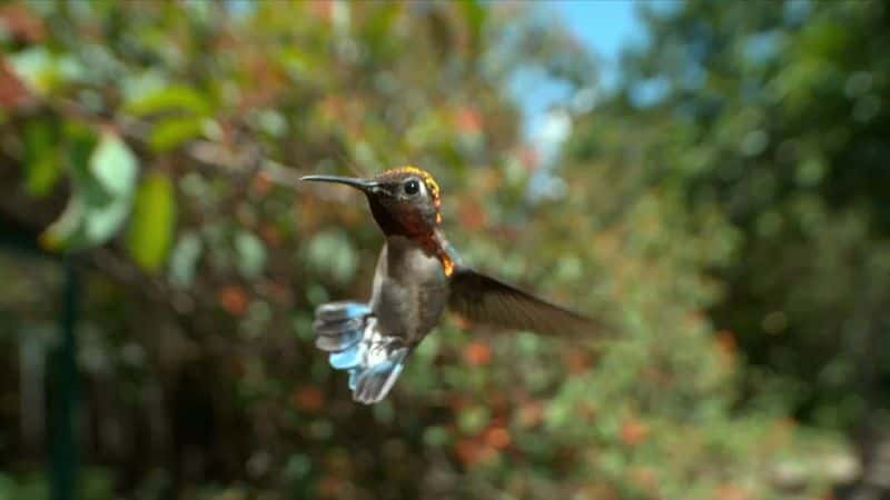 ¼ƬȻŰͿҰ Nature: Cubas Wild Revolution1080P-Ļ/Ļ