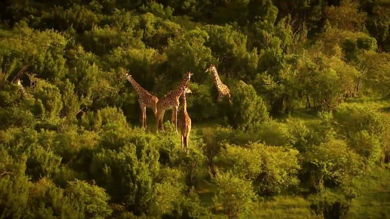 纪录片《马赛马拉鬣狗女王 Hyaena Queen of the Masai Mara》[无字][BT][720P]资源下载