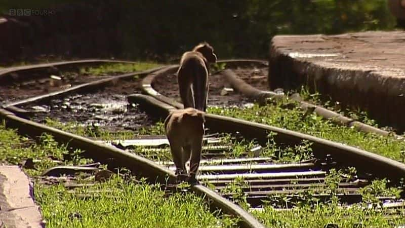 ¼Ƭӡڰɽ· (BBC) Indian Hill Railways (BBC)ȫ3-Ļ/Ļ