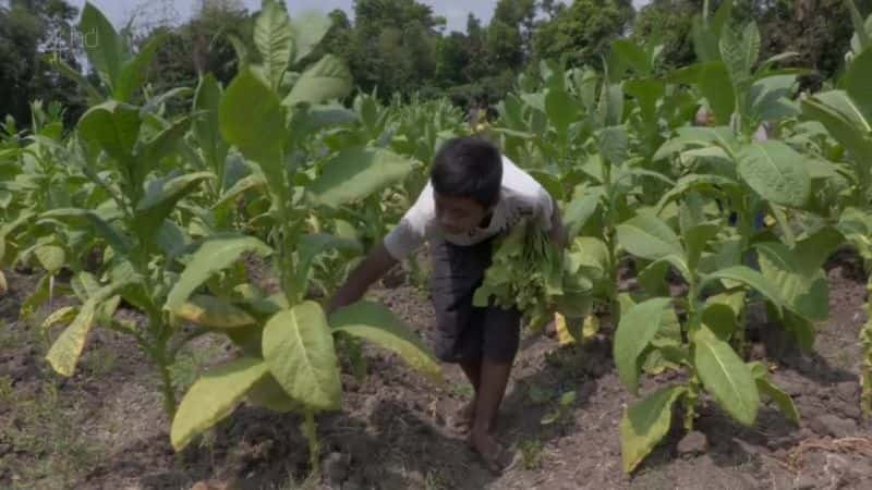 ¼Ƭӡǵ̲ݶͯ Indonesia's Tobacco Children1080P-Ļ/Ļ